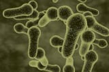 Bacillus Coagulans
